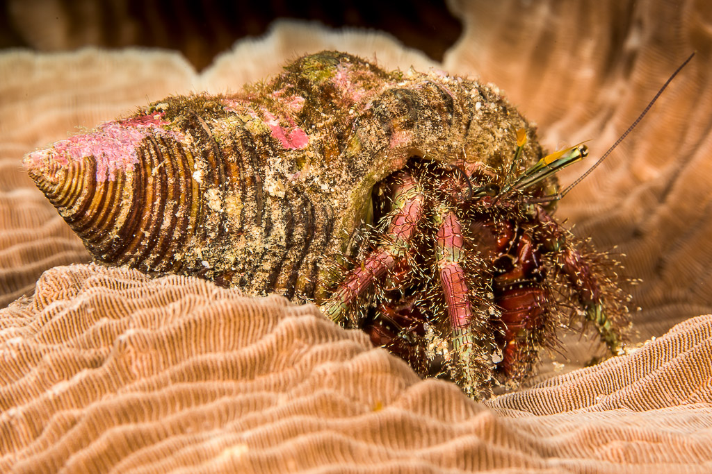 Hairy red-legged hermit crab in an encrusted shell on coral, Bunaken, North Sulawesi, Indonesia