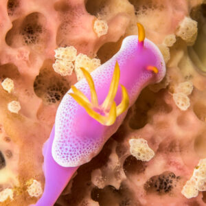 Purple hypselodoris nudibranch with yellow gills on pink sponge, vertical, Bunaken, North Sulawesi, Indonesia