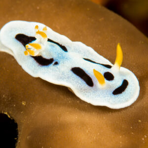 White chromodoris nudibranch on brown sponge, top view, Bunaken, North Sulawesi, Indonesia