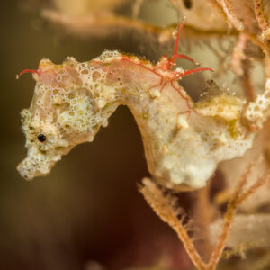 Pontoh’s pygmy seahorse, pale form, among hydroids, Bunaken, North Sulawesi, Indonesia