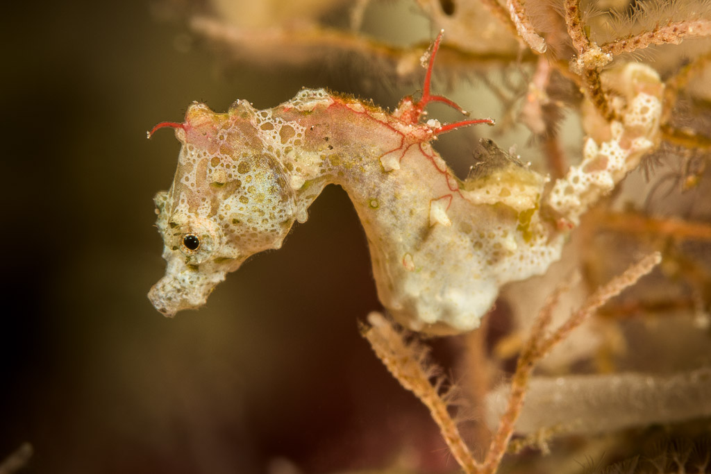 Pontoh’s pygmy seahorse, pale form, among hydroids, Bunaken, North Sulawesi, Indonesia
