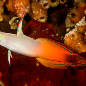 Fire dartfish over red sponge, horizontal profile, Bunaken, North Sulawesi, Indonesia