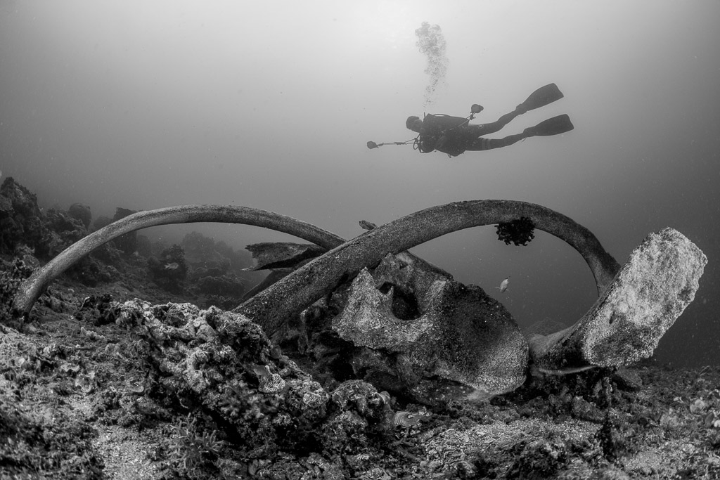 Black and white: diver over whale bones in shallow water, Bunaken, North Sulawesi, Indonesia