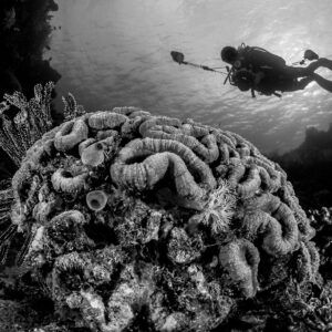Black and white: diver above a large brain coral formation, Bunaken, North Sulawesi, Indonesia