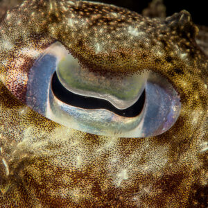 Broadclub cuttlefish eye with W-shaped pupil, macro, Lembeh Strait, North Sulawesi, Indonesia