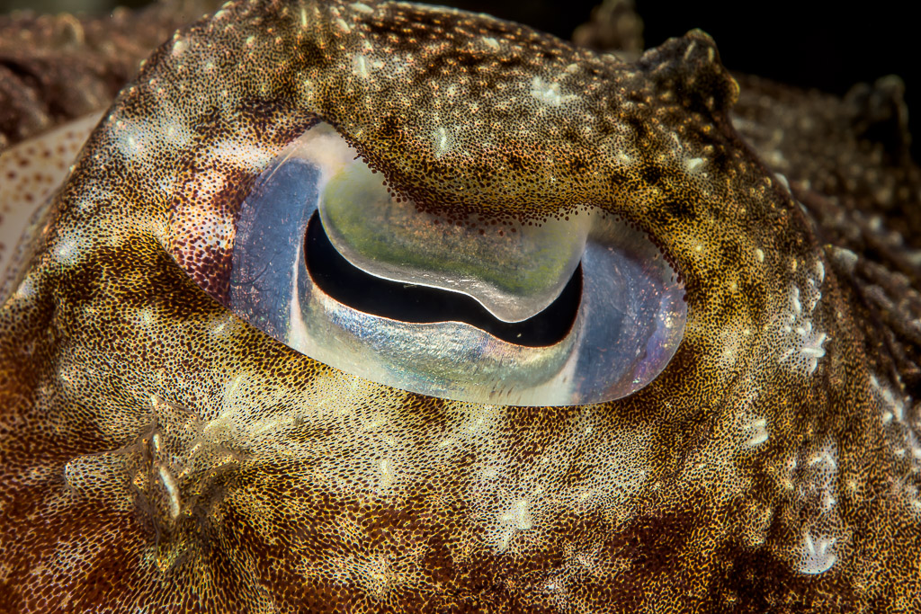 Broadclub cuttlefish eye with W-shaped pupil, macro, Lembeh Strait, North Sulawesi, Indonesia