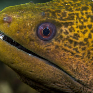 Yellow-margined moray head close-up, mouth ajar, red-ringed eye, Lembeh Strait, North Sulawesi, Indonesia