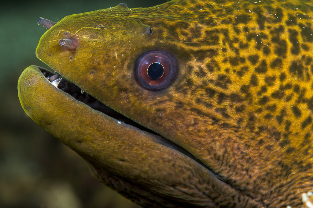 Yellow-margined moray head close-up, mouth ajar, red-ringed eye, Lembeh Strait, North Sulawesi, Indonesia