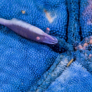 Crevette d’étoile de mer violette en diagonale sur une étoile de mer bleue, détroit de Lembeh, Sulawesi du Nord, Indonésie