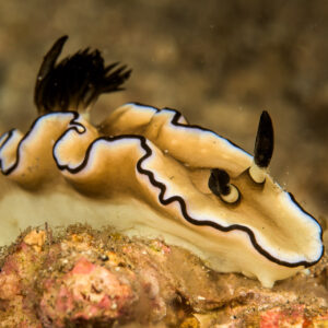 Black-margined nudibranch crawling over the reef, wavy mantle, Lembeh Strait, North Sulawesi, Indonesia
