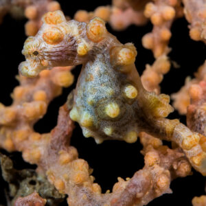 Bargibant’s pygmy seahorse on its gorgonian host, close-up, Lembeh Strait, North Sulawesi, Indonesia