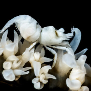 White whip coral shrimp among white polyps, black background, Lembeh Strait, North Sulawesi, Indonesia