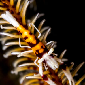 Orange and maroon crinoid shrimp on a feather star arm, vertical, Lembeh Strait, North Sulawesi, Indonesia