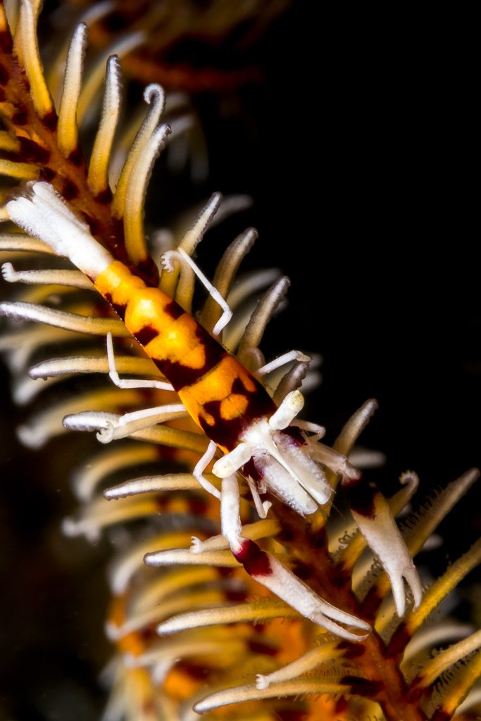 Orange and maroon crinoid shrimp on a feather star arm, vertical, Lembeh Strait, North Sulawesi, Indonesia