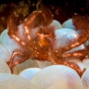 Orangutan crab on bubble coral vesicles, Lembeh Strait, North Sulawesi, Indonesia