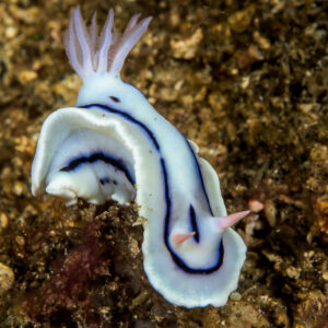 Loch’s chromodoris nudibranch crawling on rubble, wavy mantle edge, Lembeh Strait, North Sulawesi, Indonesia