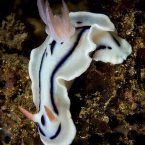 Loch’s chromodoris nudibranch from above on dark rubble, vertical, Lembeh Strait, North Sulawesi, Indonesia