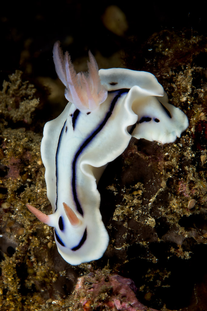 Loch’s chromodoris nudibranch from above on dark rubble, vertical, Lembeh Strait, North Sulawesi, Indonesia