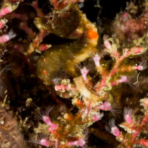 Dark pygmy seahorse among pink hydroids, vertical, Lembeh Strait, North Sulawesi, Indonesia