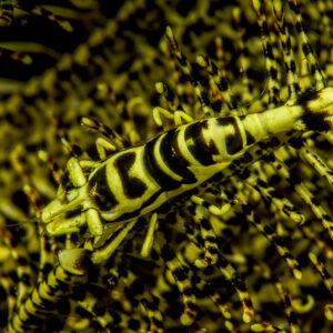 Yellow and black banded crinoid shrimp on a matching feather star, Lembeh Strait, North Sulawesi, Indonesia