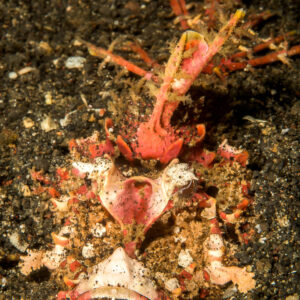 Poisson-diable épineux sur sable noir, vue de face, détroit de Lembeh, Sulawesi du Nord, Indonésie