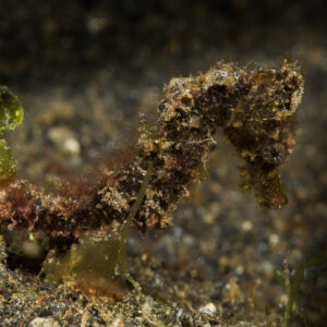 Dark hairy seahorse on black sand beside green algae, Lembeh Strait, North Sulawesi, Indonesia