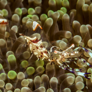 Crevette d’anémone de Holthuis sur les tentacules à bouts verts d’une anémone, détroit de Lembeh, Sulawesi du Nord, Indonésie