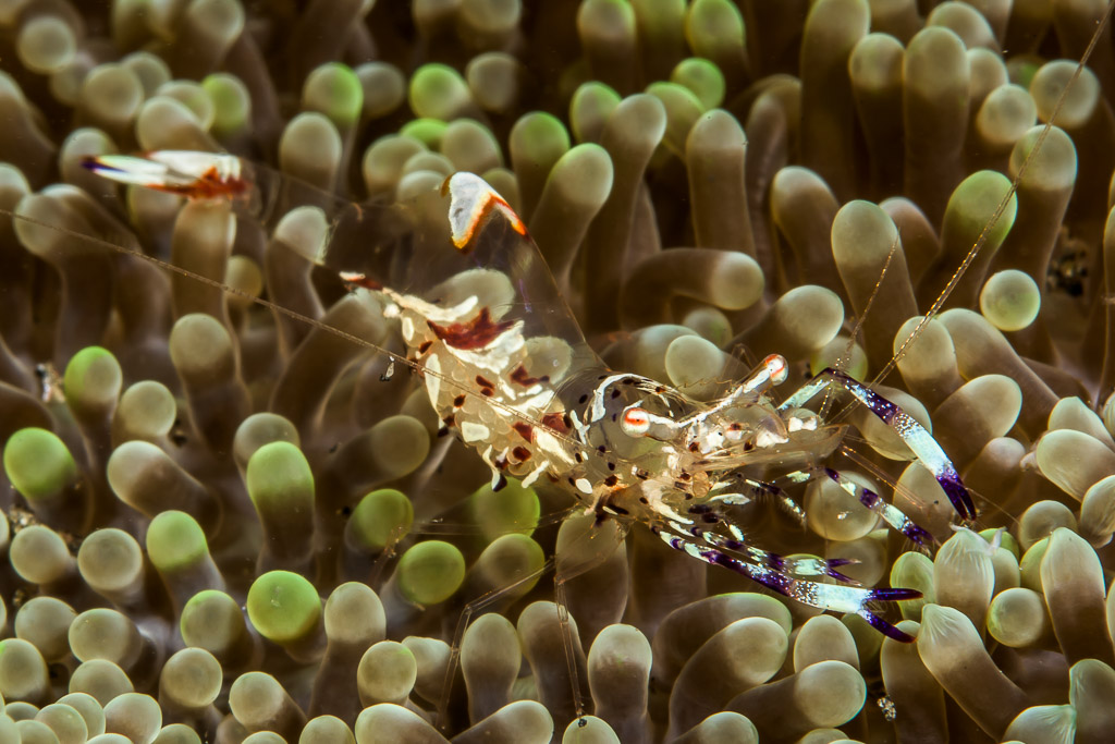 Crevette d’anémone de Holthuis sur les tentacules à bouts verts d’une anémone, détroit de Lembeh, Sulawesi du Nord, Indonésie