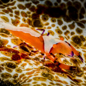 Emperor shrimp on a sea cucumber, orange form, Lembeh Strait, North Sulawesi, Indonesia