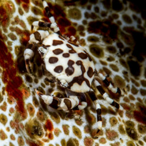 Harlequin swimming crab on a sea cucumber, top view, Lembeh Strait, North Sulawesi, Indonesia