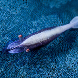 Crevette d’étoile de mer de profil sur une étoile bleue, éventail caudal déployé, détroit de Lembeh, Sulawesi du Nord, Indonésie