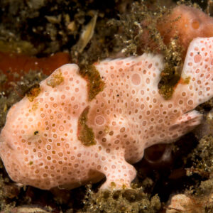 Juvenile pink painted frogfish among sponges, Lembeh Strait, North Sulawesi, Indonesia