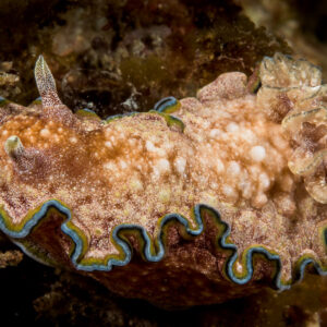 Girdled glossodoris nudibranch side view, frilly multicoloured rim, Lembeh Strait, North Sulawesi, Indonesia