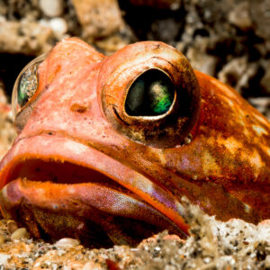 Poisson-mâchoire de Solor sortant la tête de son terrier, gros plan, détroit de Lembeh, Sulawesi du Nord, Indonésie