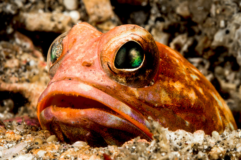 Solor jawfish peeking out of its burrow, head close-up, Lembeh Strait, North Sulawesi, Indonesia
