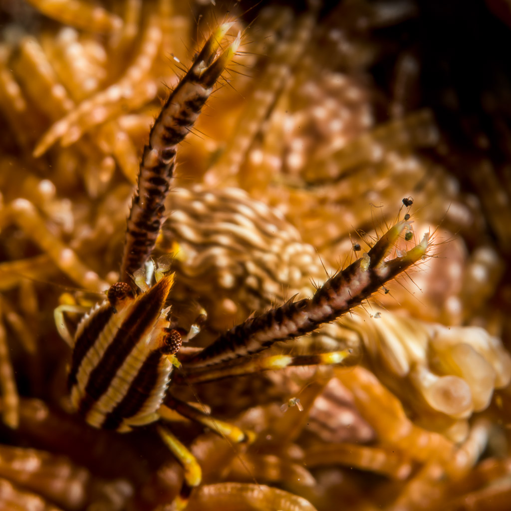 Elegant crinoid squat lobster on a feather star, claws raised, Lembeh Strait, North Sulawesi, Indonesia