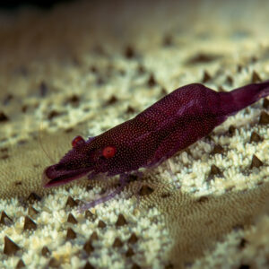 Crevette d’étoile de mer pourpre sur la surface épineuse d’une étoile de mer, détroit de Lembeh, Sulawesi du Nord, Indonésie