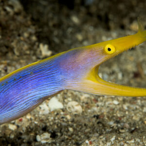 Blue ribbon eel stretched over black sand with open mouth, Lembeh Strait, North Sulawesi, Indonesia