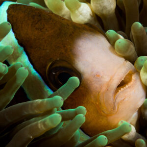 Clark’s anemonefish face peeking out of anemone tentacles, Lembeh Strait, North Sulawesi, Indonesia