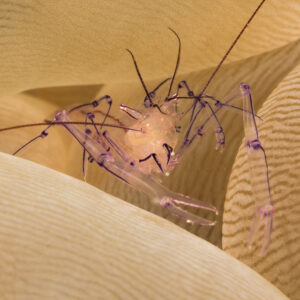 Bubble coral shrimp with violet-lined legs between vesicles, Lembeh Strait, North Sulawesi, Indonesia