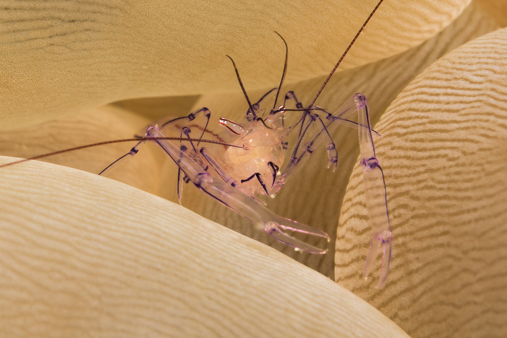 Bubble coral shrimp with violet-lined legs between vesicles, Lembeh Strait, North Sulawesi, Indonesia