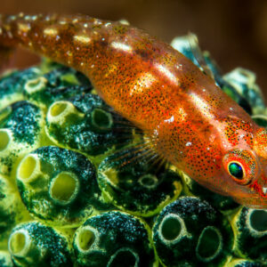 Red largemouth triplefin perched on green colonial sea squirts, Lembeh Strait, North Sulawesi, Indonesia