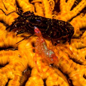 Dark yellow-spotted lobster and red shrimp on a feather star, Lembeh Strait, North Sulawesi, Indonesia