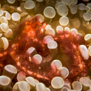 Crabe orang-outan poilu caché parmi des tentacules à bout renflé, détroit de Lembeh, Sulawesi du Nord, Indonésie
