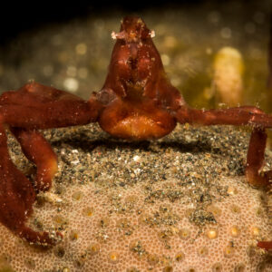 Red spider crab perched on a sand-dusted sponge, frontal view, Lembeh Strait, North Sulawesi, Indonesia