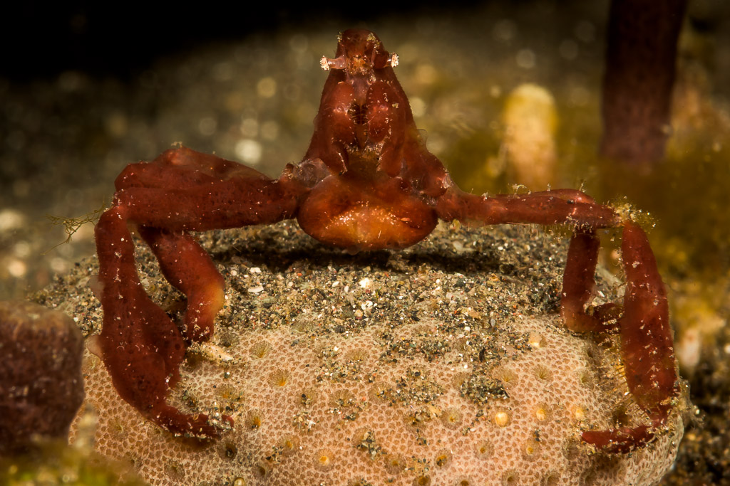 Crabe-araignée rouge perché sur une éponge saupoudrée de sable, vue de face, détroit de Lembeh, Sulawesi du Nord, Indonésie