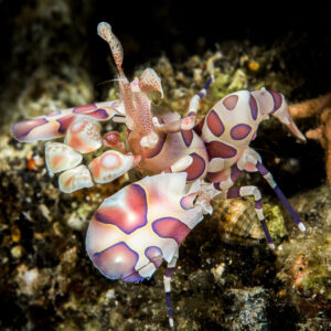 Crevette arlequin sur débris sombres, pinces aplaties tendues vers l’avant, détroit de Lembeh, Sulawesi du Nord, Indonésie