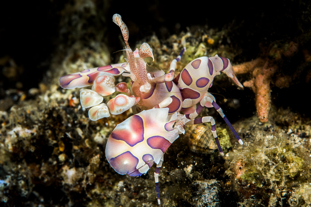 Crevette arlequin sur débris sombres, pinces aplaties tendues vers l’avant, détroit de Lembeh, Sulawesi du Nord, Indonésie