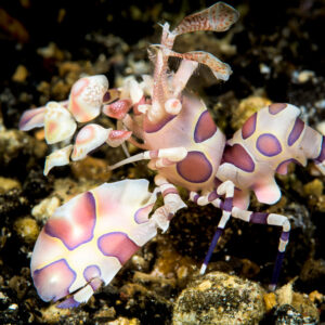Crevette arlequin marchant sur des débris sombres, vue latérale complète, détroit de Lembeh, Sulawesi du Nord, Indonésie