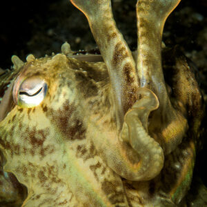 Broadclub cuttlefish with arms raised, vertical frame, Lembeh Strait, North Sulawesi, Indonesia